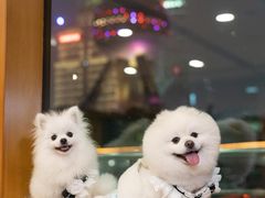 -黄浦江游览(十六铺码头)