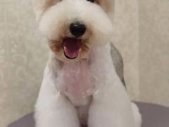 -乐琪宠物(青塔西路店)