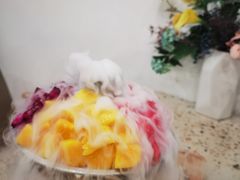 -MINIPOPO鲜奶·甜品(宽厚里店)