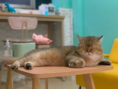 -猫在这儿猫咪咖啡馆·撸猫馆