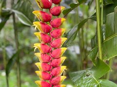 -西双版纳原始森林公园