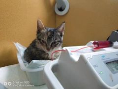 -美联众合动物医院(·中兽医·疑难杂症·严家桥分院)