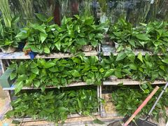 -亭亭鲜花店(中山北路店)