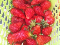 -上海多利农业发展有限公司