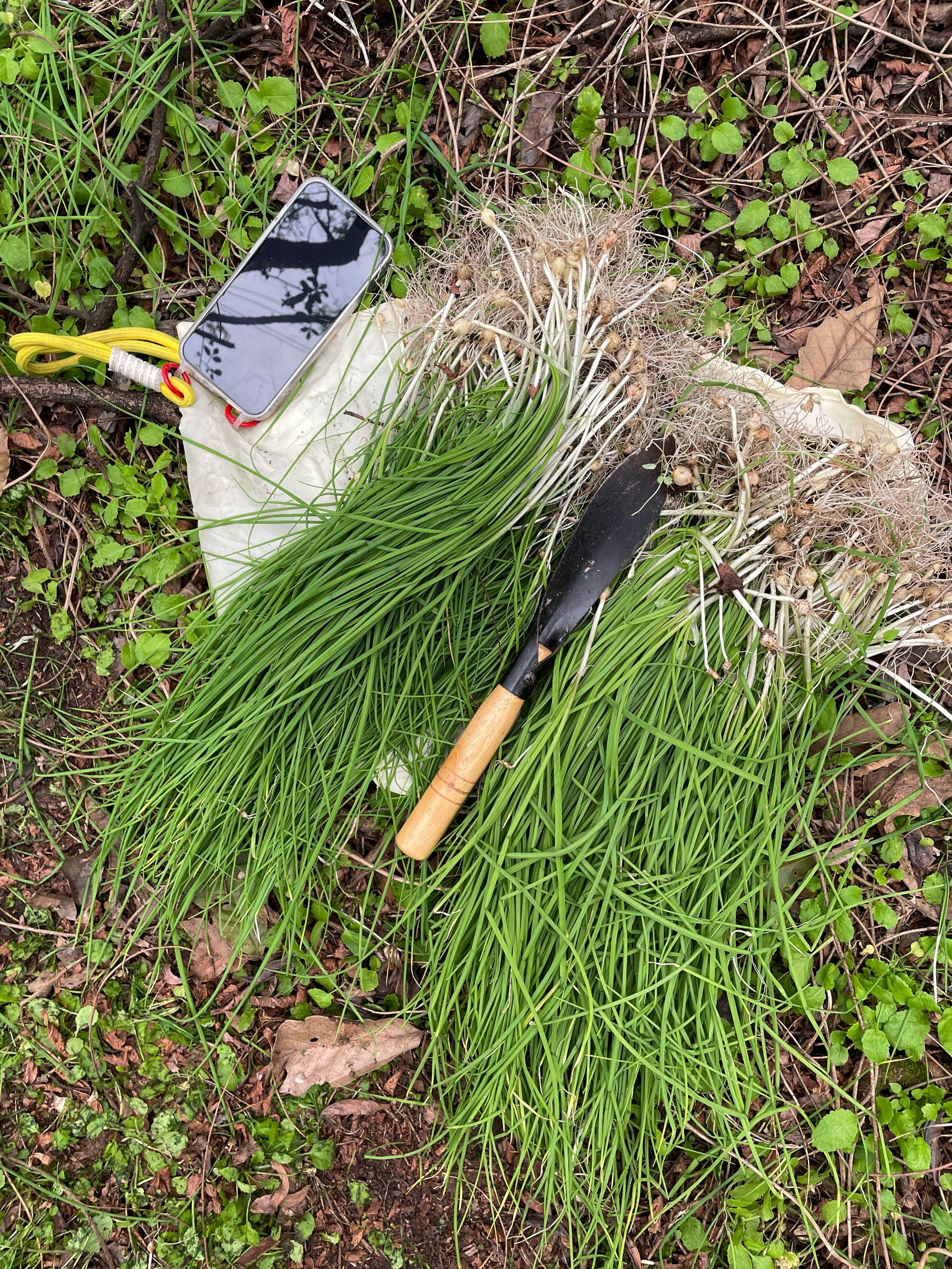 谁懂这一把野葱的含金量啊!