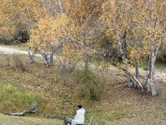 -乌兰布统景区-白桦林