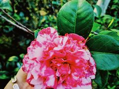 -中国科学院华南植物园