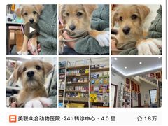 -美联众合动物医院·24h转诊中心
