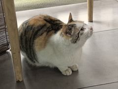 -阿巧茶庄