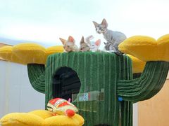 -帕帕拉兹宠物(亚洲旗舰店)