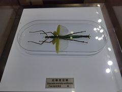 -上海昆虫博物馆