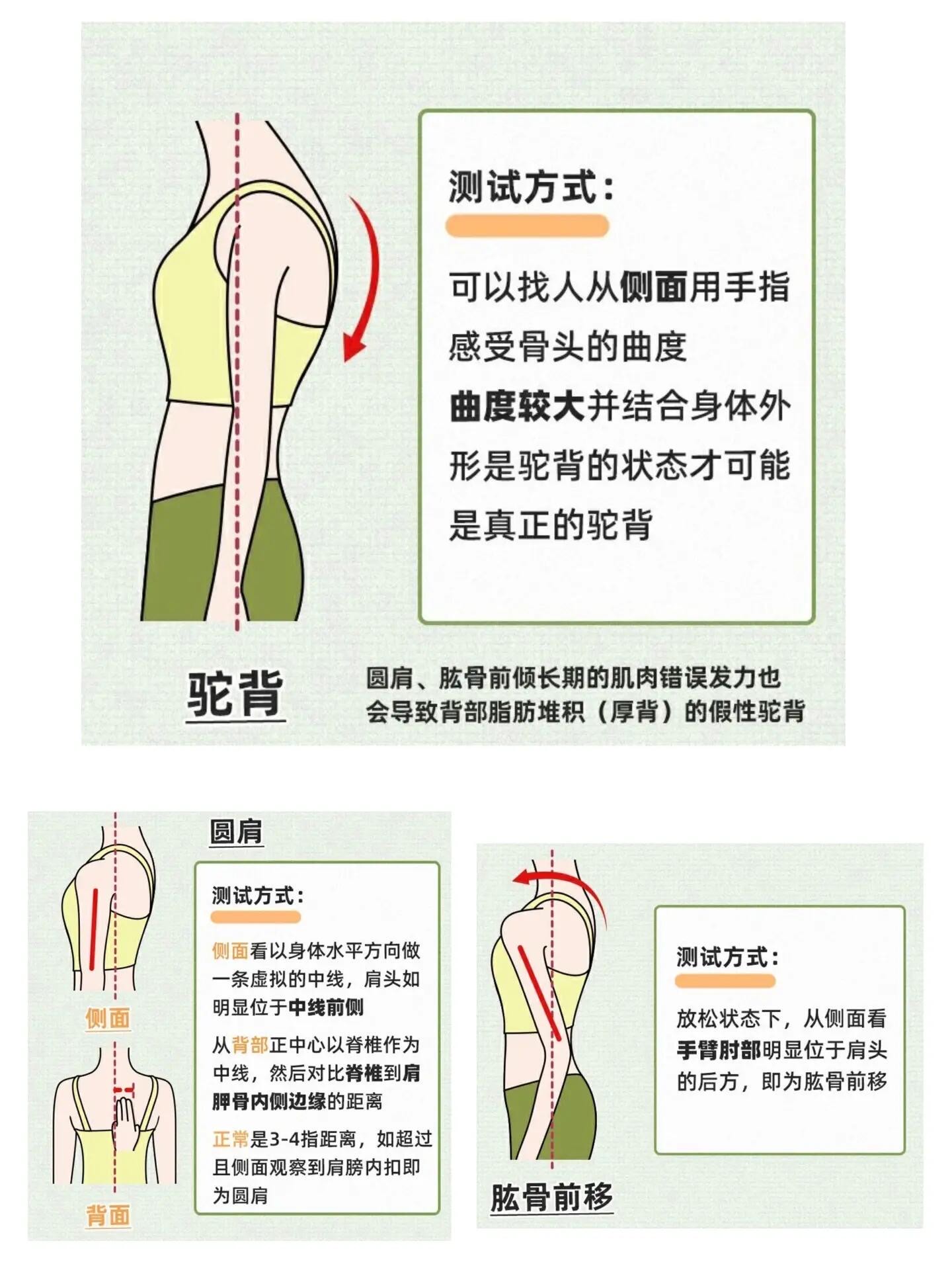 则是由于肌力不平衡导致
[拔草]检测:从侧面感受胸椎段曲度
圆肩