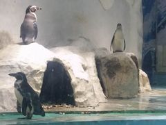 -北戴河圣蓝海洋公园