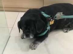 -宠福鑫康馨动物医院·骨科·眼科