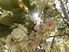 -莱阳濯村樱花园
