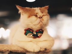 -共舞时光猫咖·狗咖(新街口店)