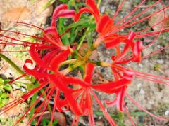 -金鸡湖桃花岛