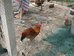 -马陆小张葡萄园农家乐