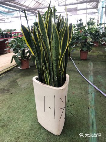 太仓最大最便宜的绿植苗木基地