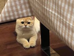-lincat·猫舍(广州店)