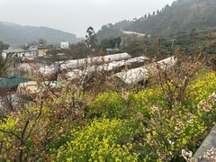 -桃源山庄·水蜜桃采摘·柴火鸡·烧烤团建(龙泉山店)