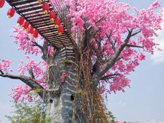 -天适樱花悠乐园