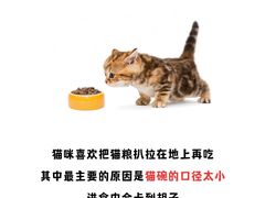 -北京京卫宠物寄养训练中心