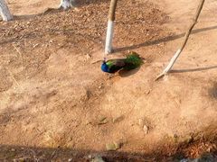 -西霞口神雕山野生动物世界