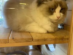 -多卡布奇宠物生活馆(上林世家店)