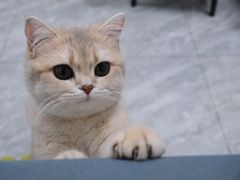 -琪喵猫屋·撸猫猫咖·猫舍