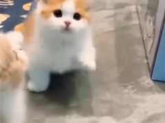 -Bastet sally猫舍购宠(静安店)