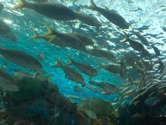 -瑞普利水族馆