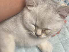 -创凡宠物医院·骨专科  猫科中心(西乡分院)