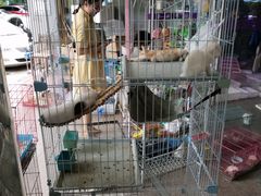 -双季花艺园艺市场(浦东店)