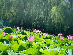 -莲花池公园