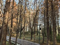 -溱湖国家湿地公园