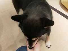 -逗柴咖啡屋·狗咖猫咖宠物桌游