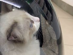 -爱侣宠医·鹦鹉专科·小型哺乳类·异宠专科(灵石路店)