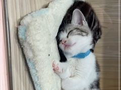 -屋虎猫馆(宝安大仟里店)