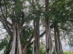 -瑞丽独树成林风景区