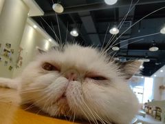 -藏猫猫咖啡主题馆(中央大道店)
