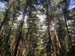 -帽儿山国家森林公园