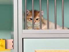 -猫宠乐园·专业洗护