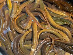 生啫金边花鳝-天宝食坊·啫啫煲大排档(西华路店)