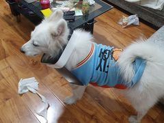 -宠福鑫康馨动物医院·骨科·眼科