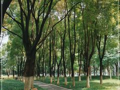 -后襄河公园