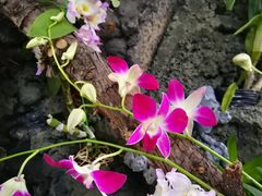 -北京植物园-展览温室