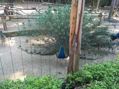 -深圳野生动物园