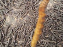 iphone_upload_pic-兰州老马食府(小潞邑店)