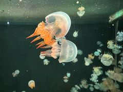 -海合安天津极地海洋公园